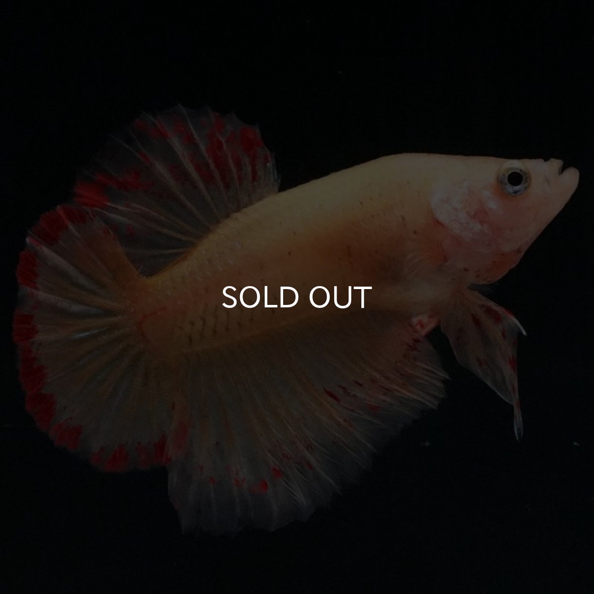 画像7: HMPK イエローバンダ (7)