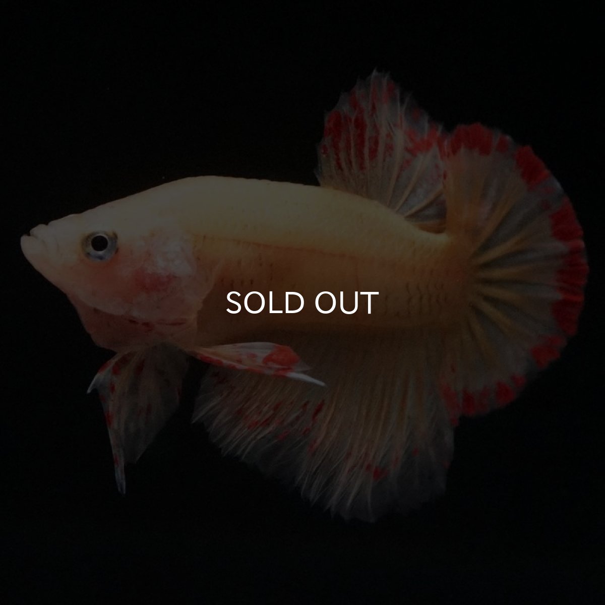 画像6: HMPK イエローバンダ (6)