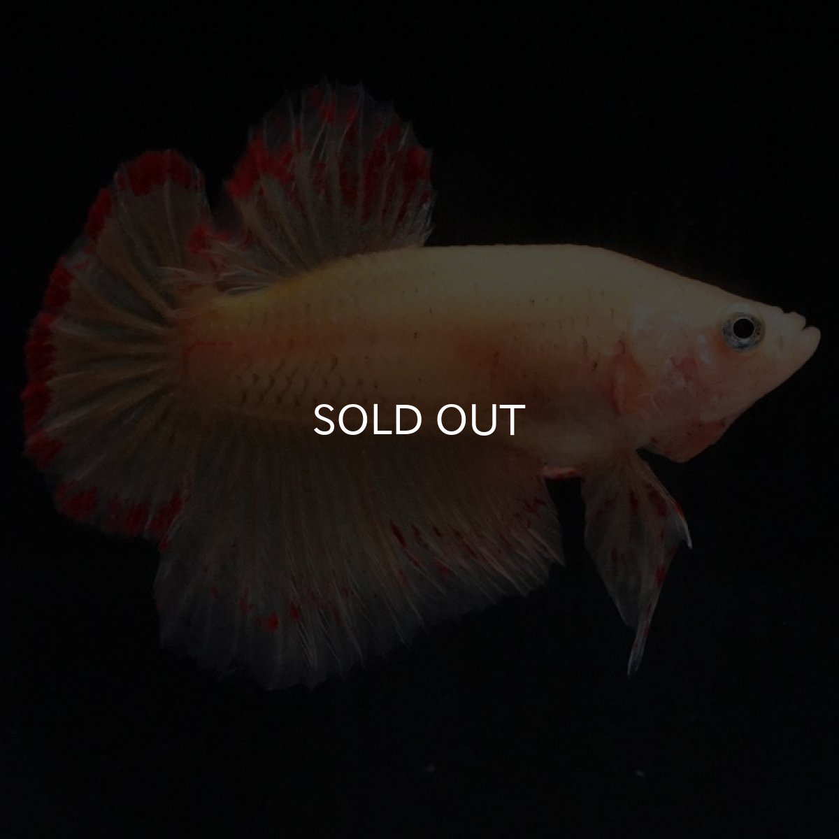 画像5: HMPK イエローバンダ (5)