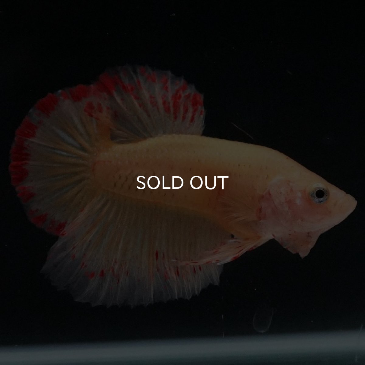 画像3: HMPK イエローバンダ (3)