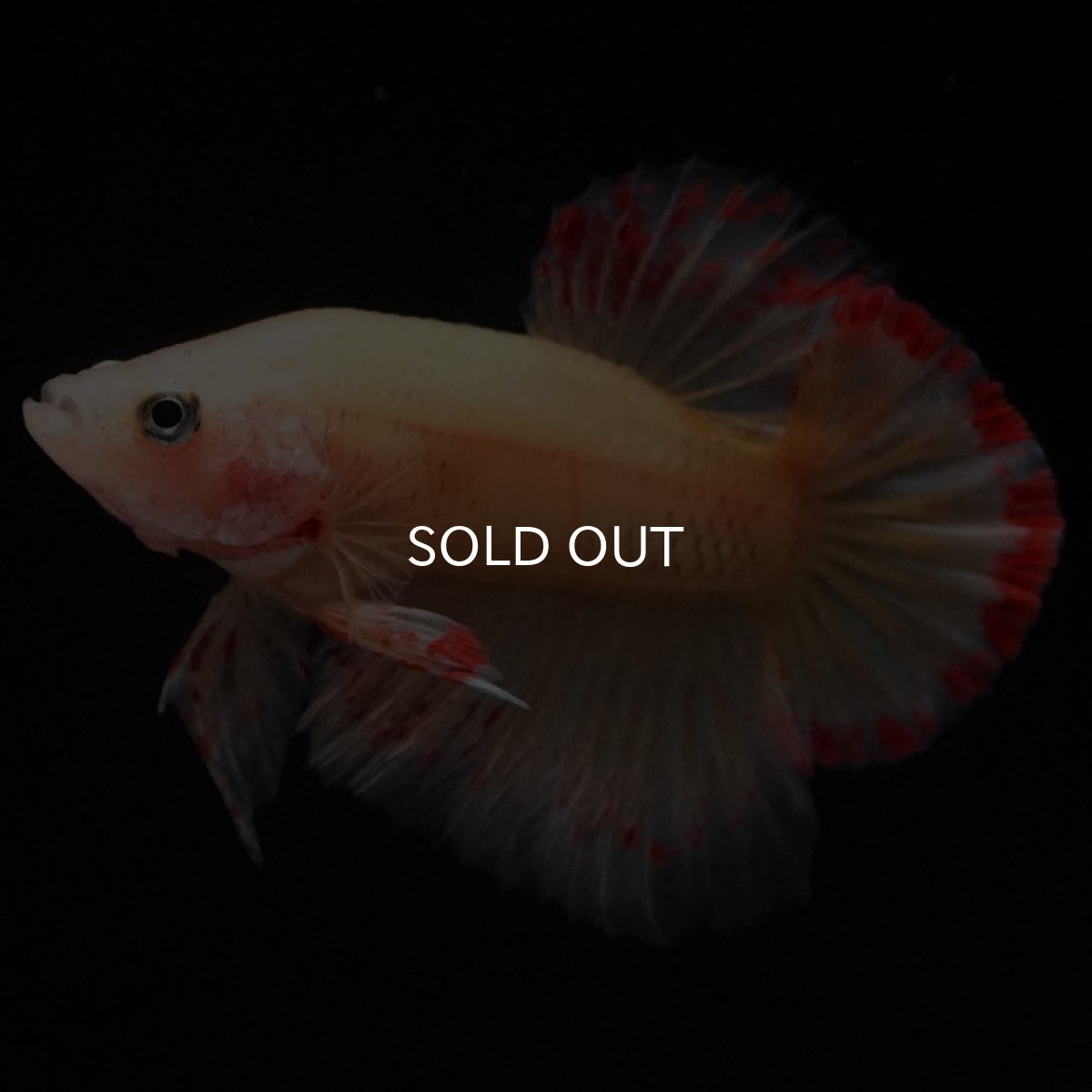 画像2: HMPK イエローバンダ (2)