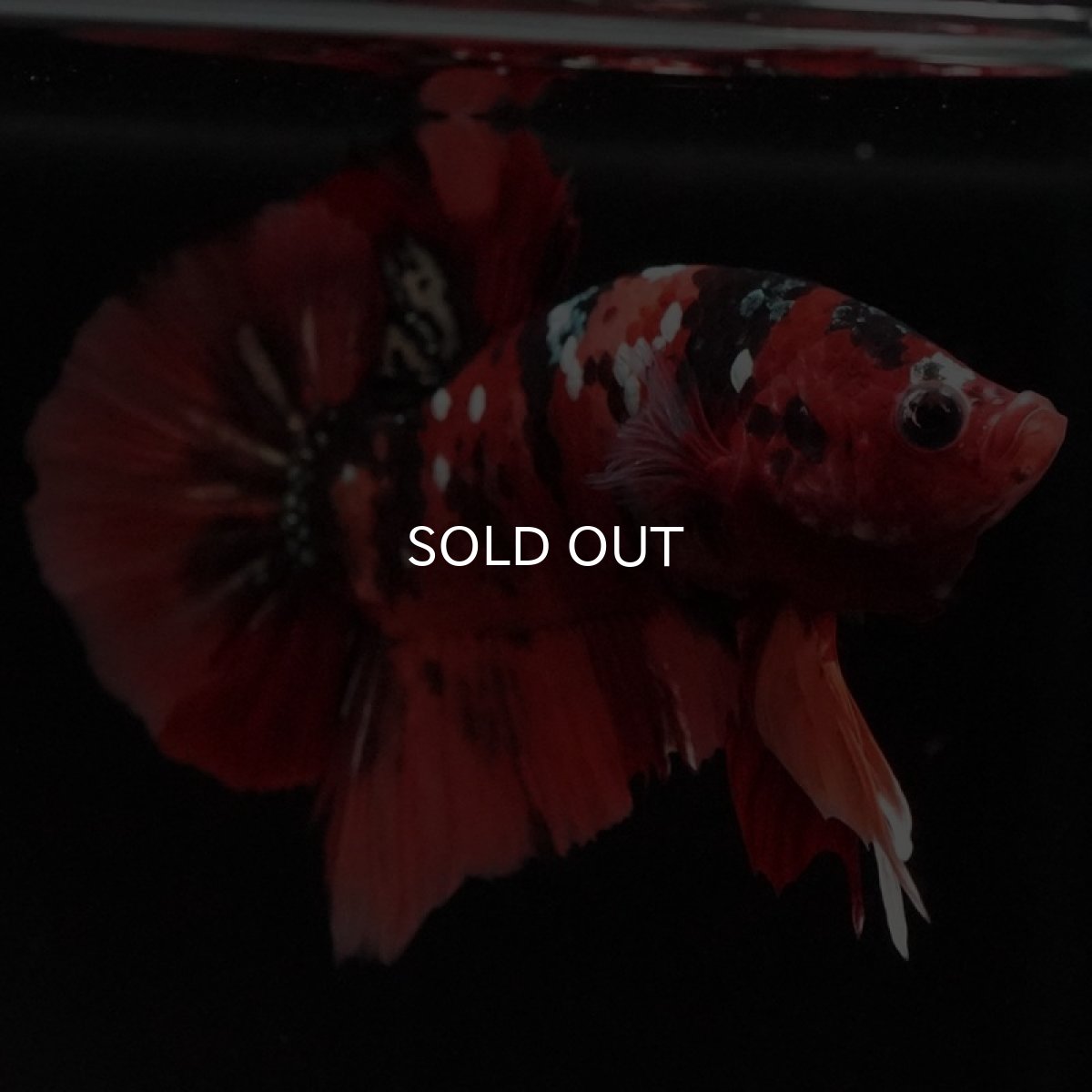 画像4: HMPK ニモカッパー (4)