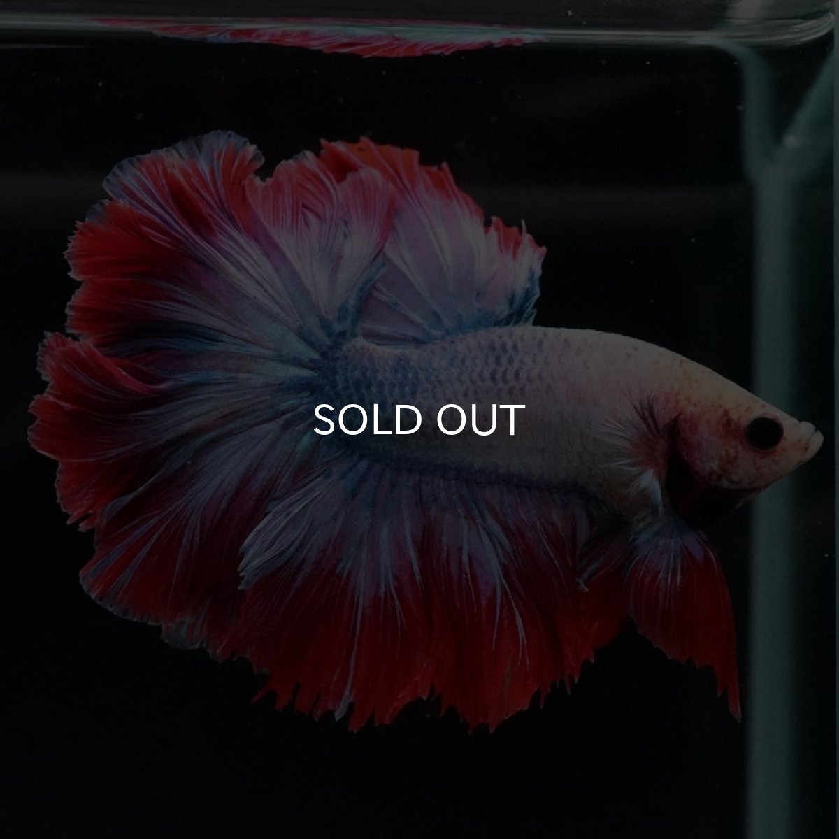 画像8: HM ファンシー ローズテール (8)