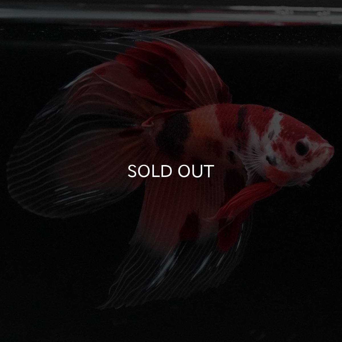 画像10: VT ニモ (10)