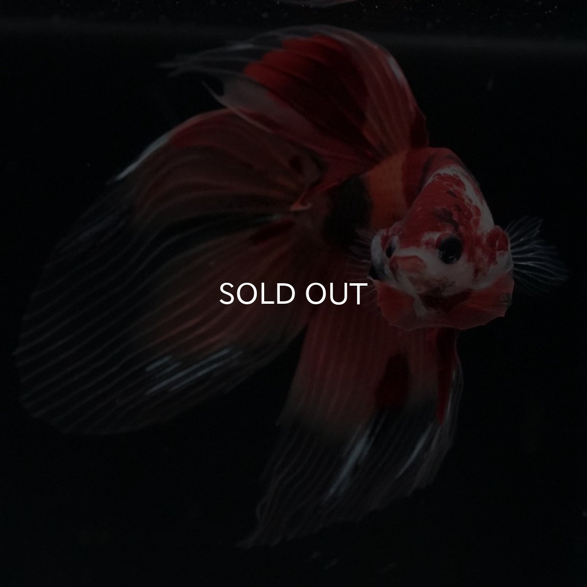 画像9: VT ニモ (9)