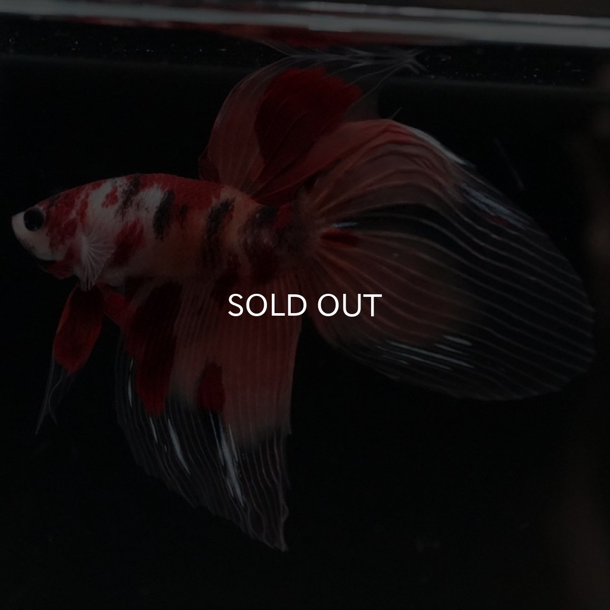 画像2: VT ニモ (2)