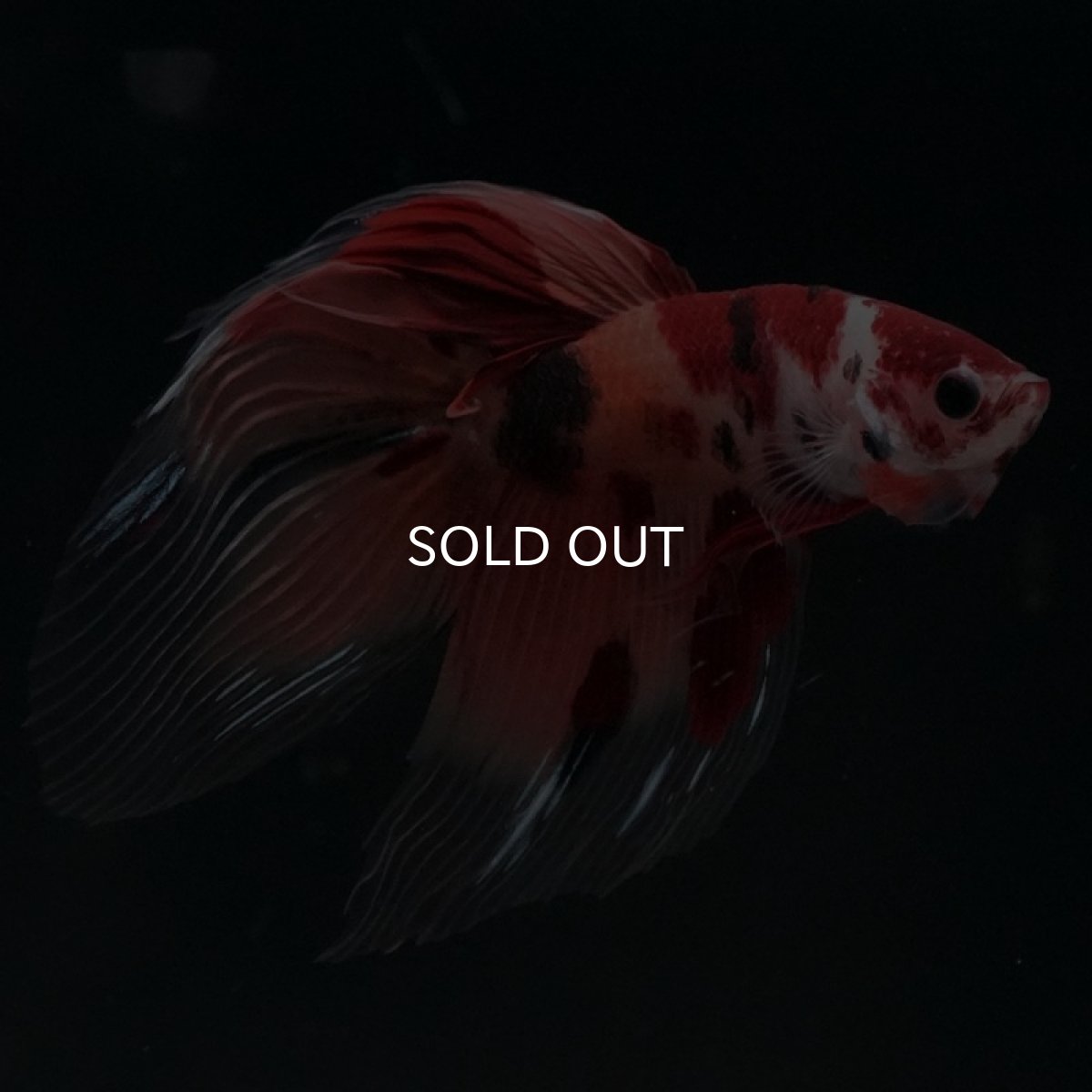 画像7: VT ニモ (7)