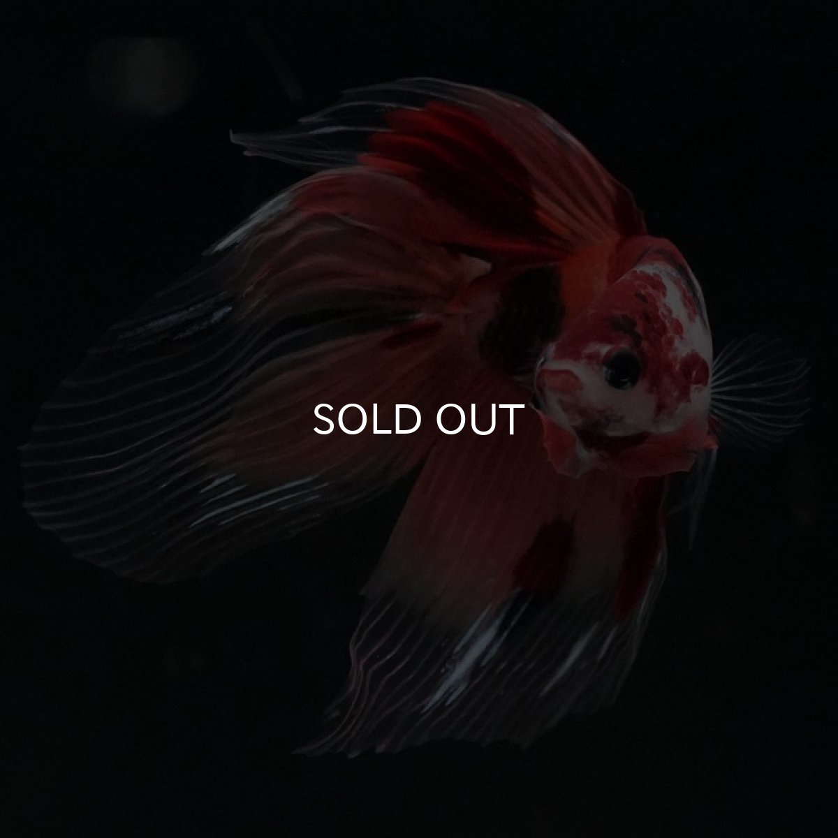 画像5: VT ニモ (5)