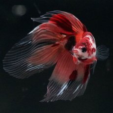 画像5: VT　ニモ (5)