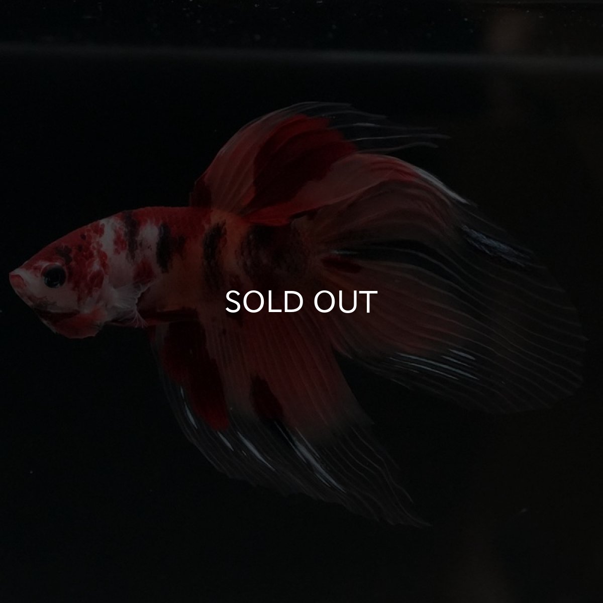 画像8: VT ニモ (8)