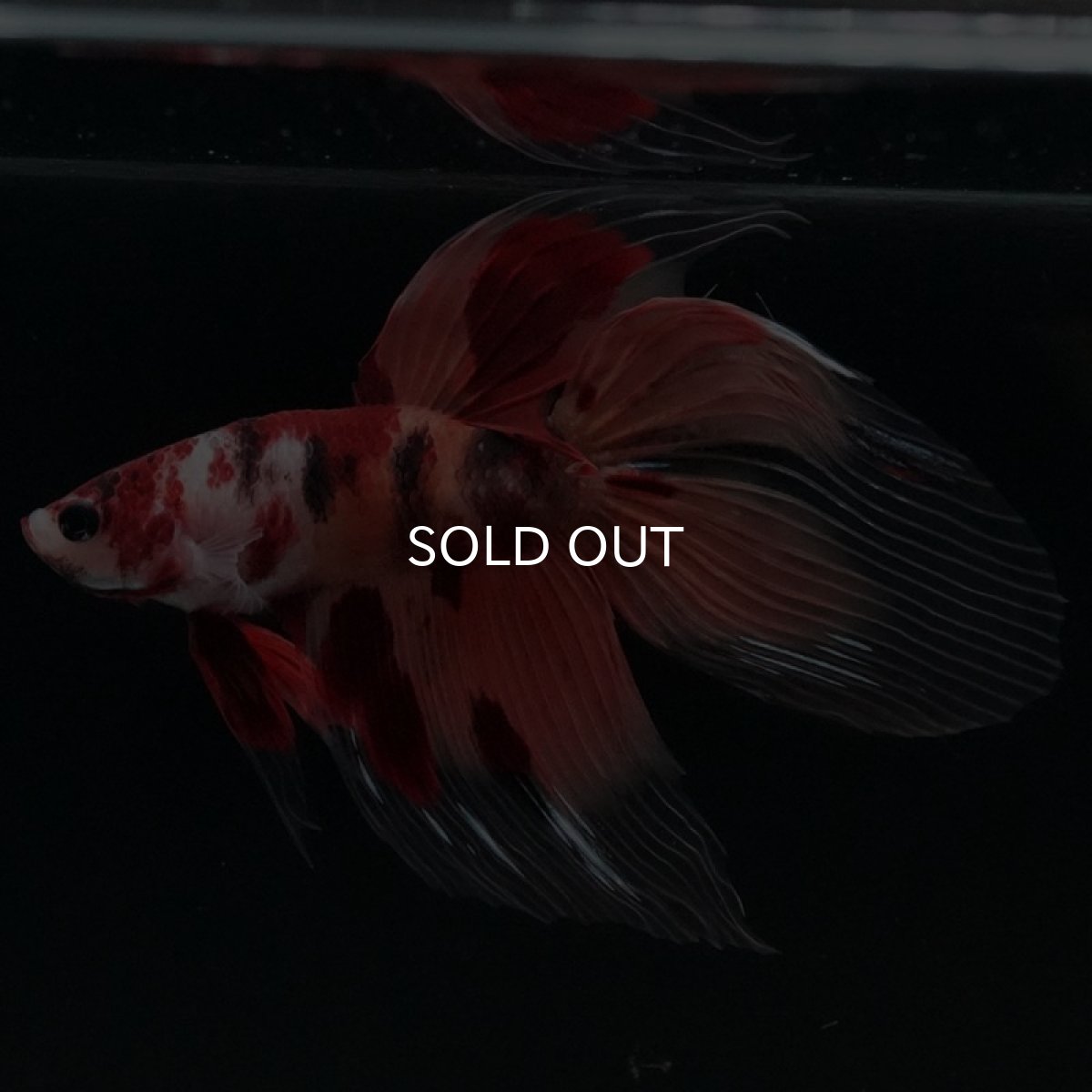 画像6: VT ニモ (6)