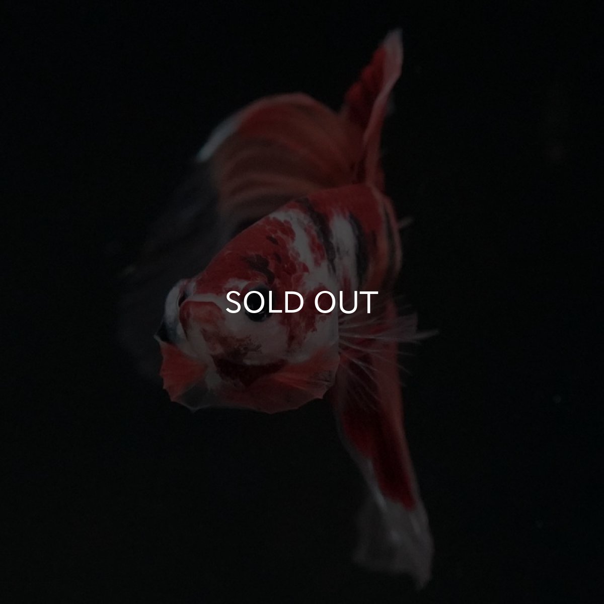 画像3: VT ニモ (3)