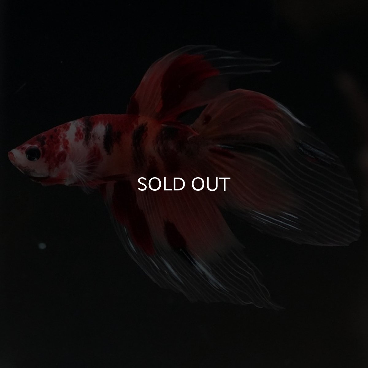 画像4: VT ニモ (4)