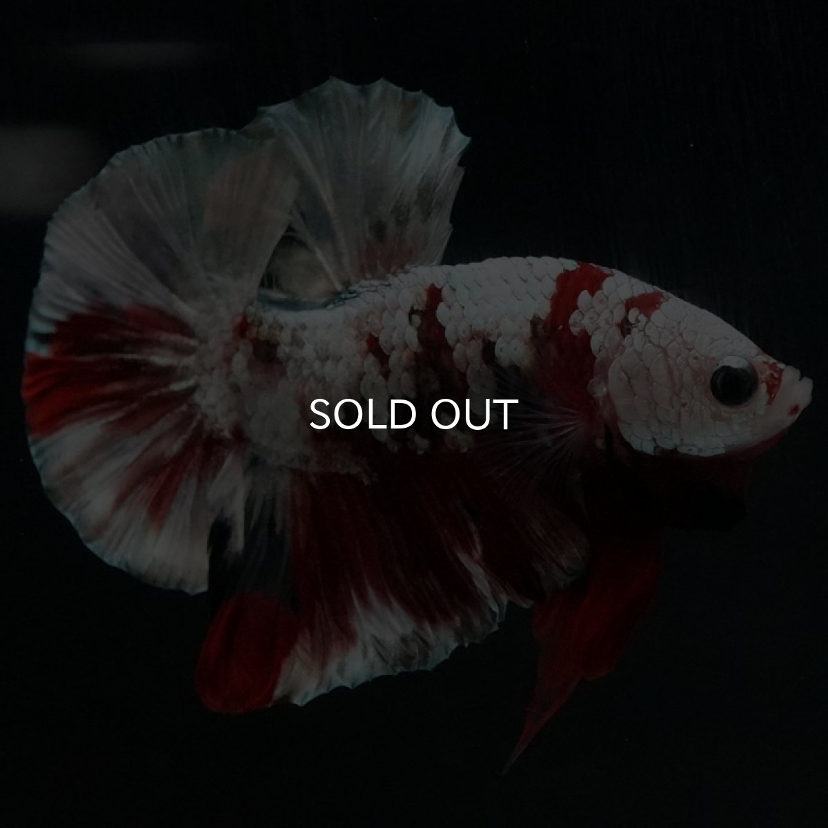 画像10: HMPK　レッドギャラクシー (10)