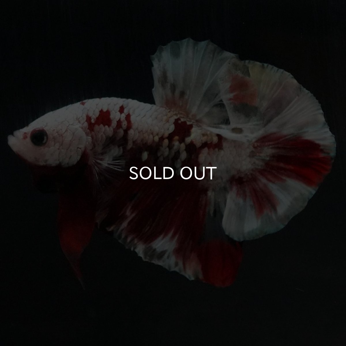 画像13: HMPK　レッドギャラクシー (13)