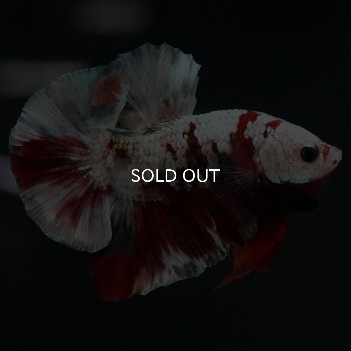 画像8: HMPK　レッドギャラクシー (8)