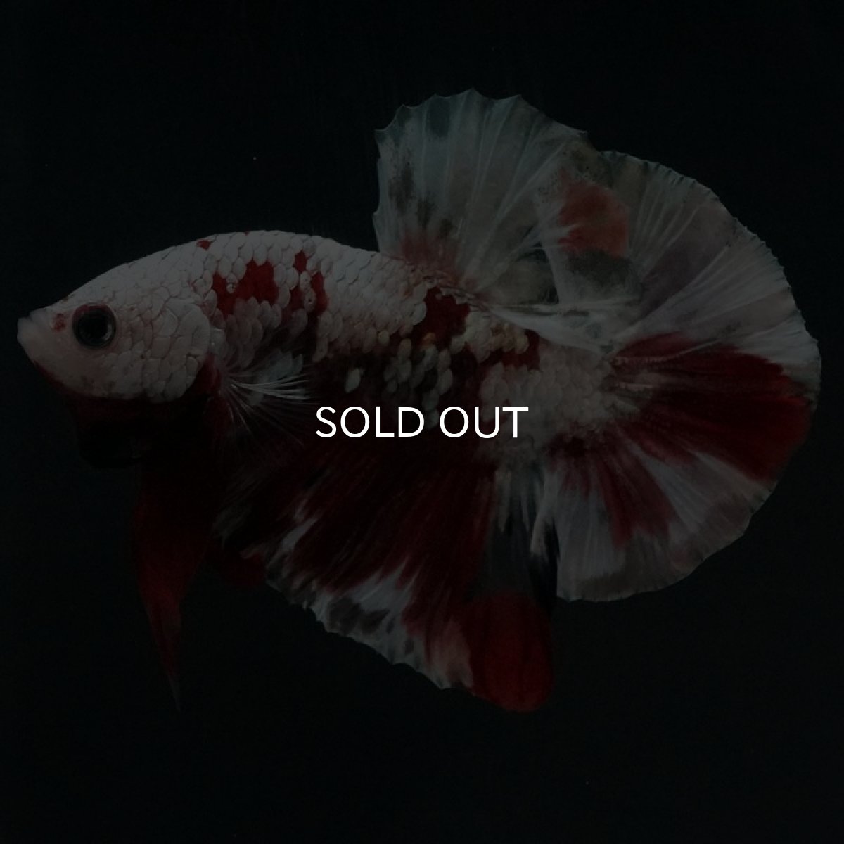 画像5: HMPK　レッドギャラクシー (5)