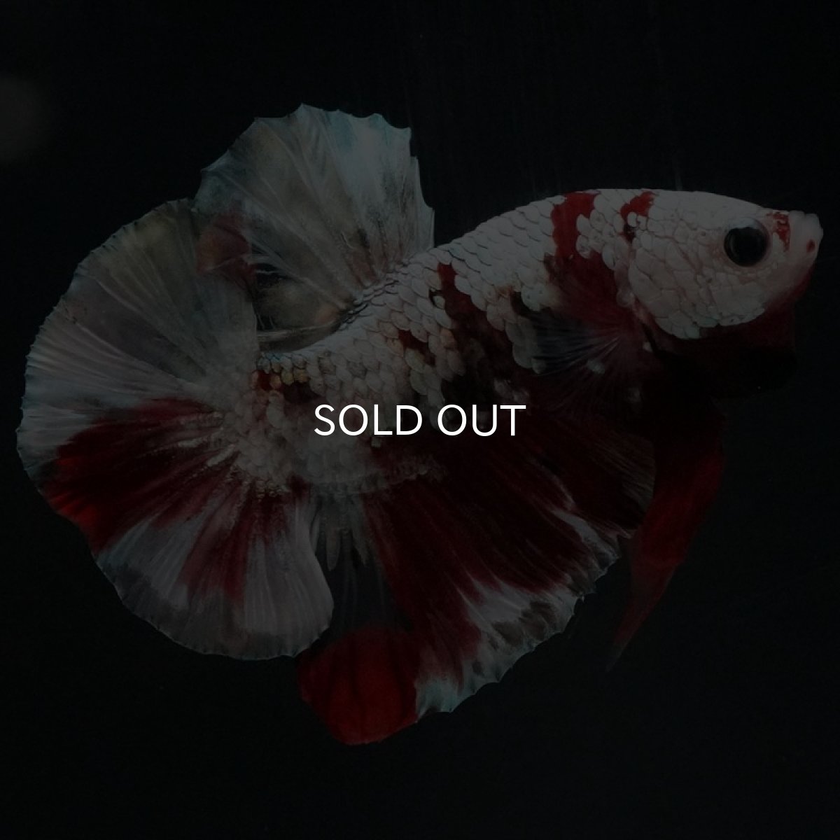 画像6: HMPK　レッドギャラクシー (6)