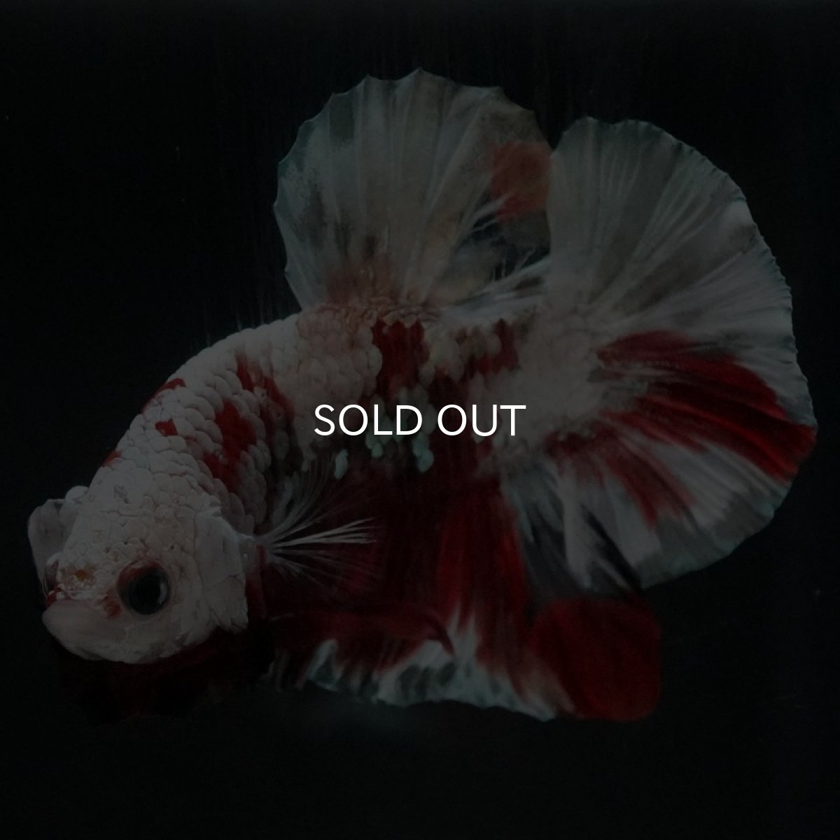 画像11: HMPK　レッドギャラクシー (11)