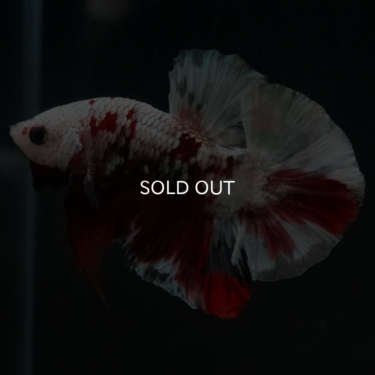 画像9: HMPK　レッドギャラクシー (9)