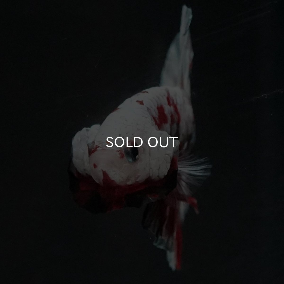 画像7: HMPK　レッドギャラクシー (7)