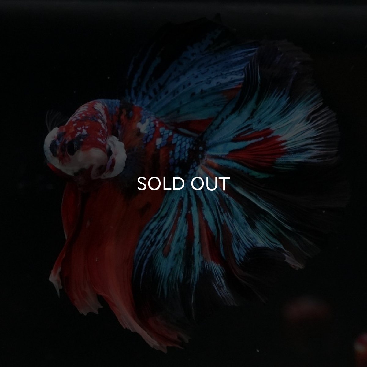 画像4: HM キャンディギャラクシー (4)