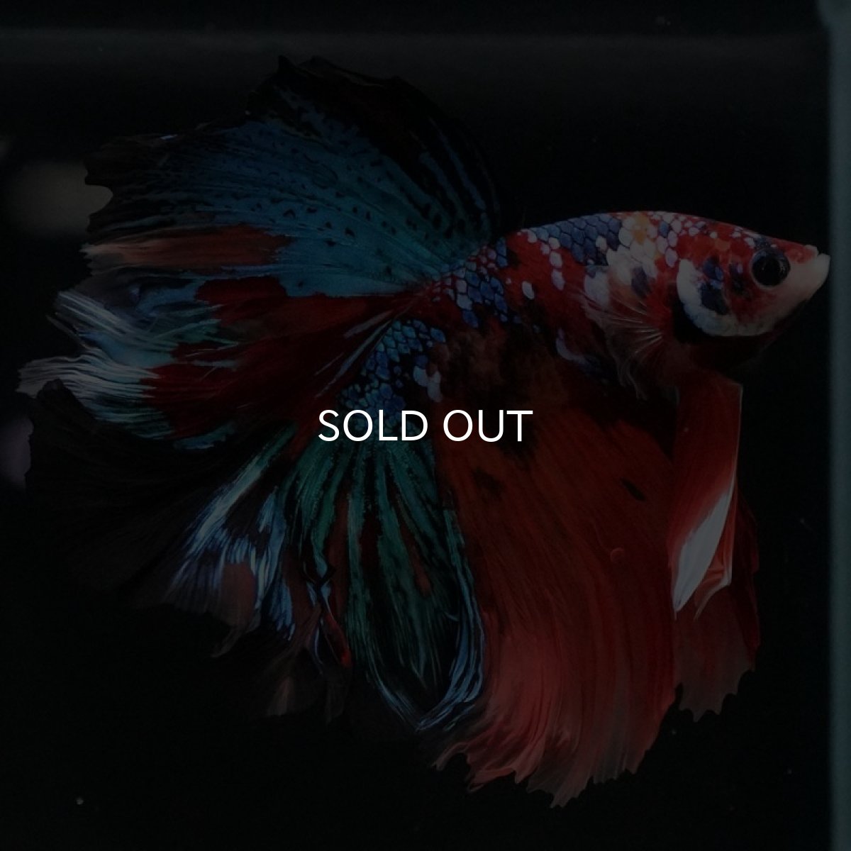 画像12: HM キャンディギャラクシー (12)