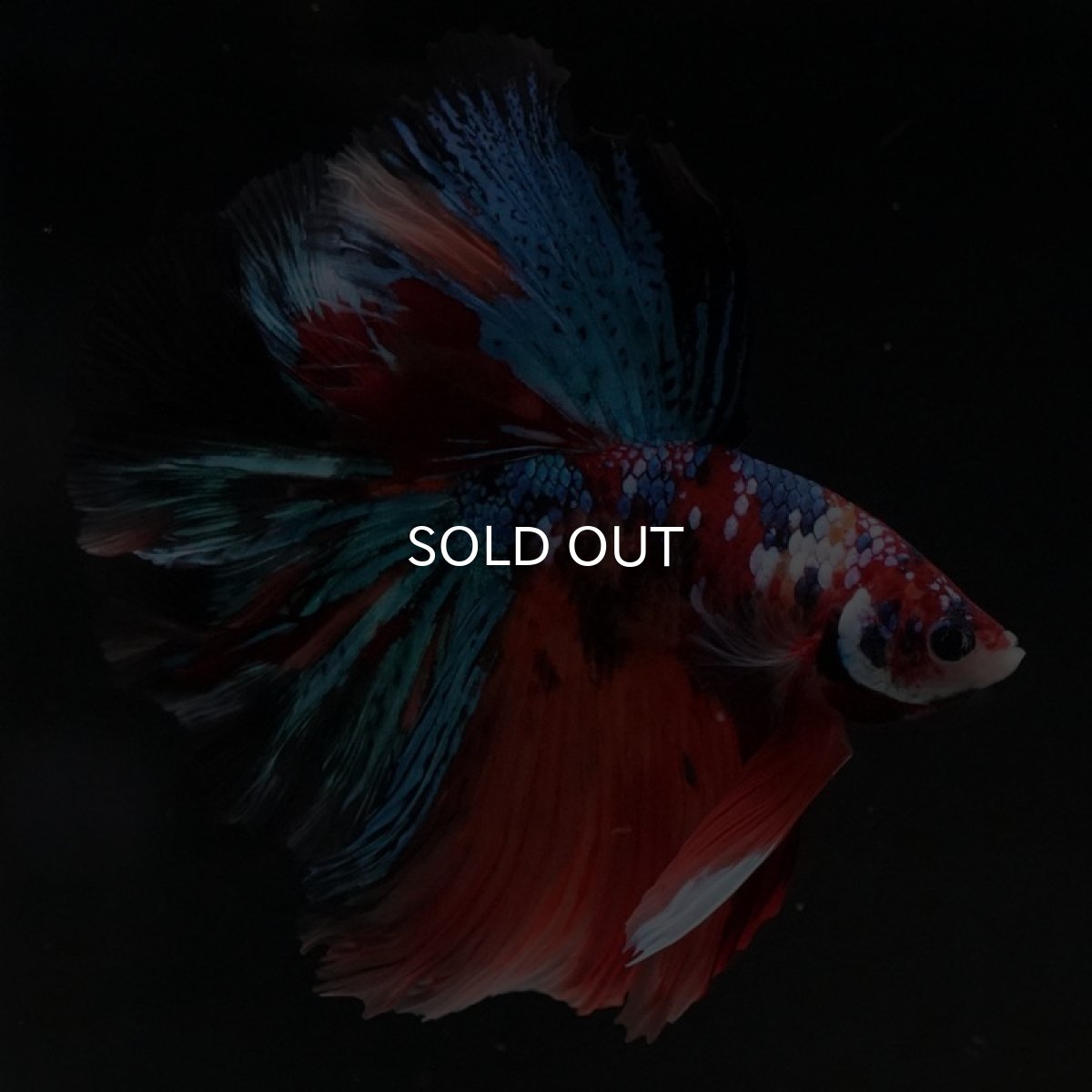 画像5: HM キャンディギャラクシー (5)