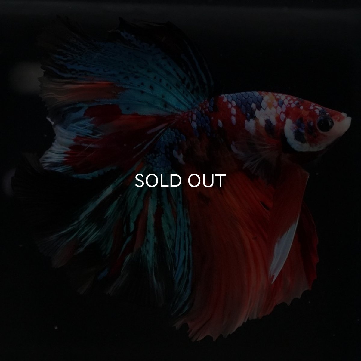 画像7: HM キャンディギャラクシー (7)