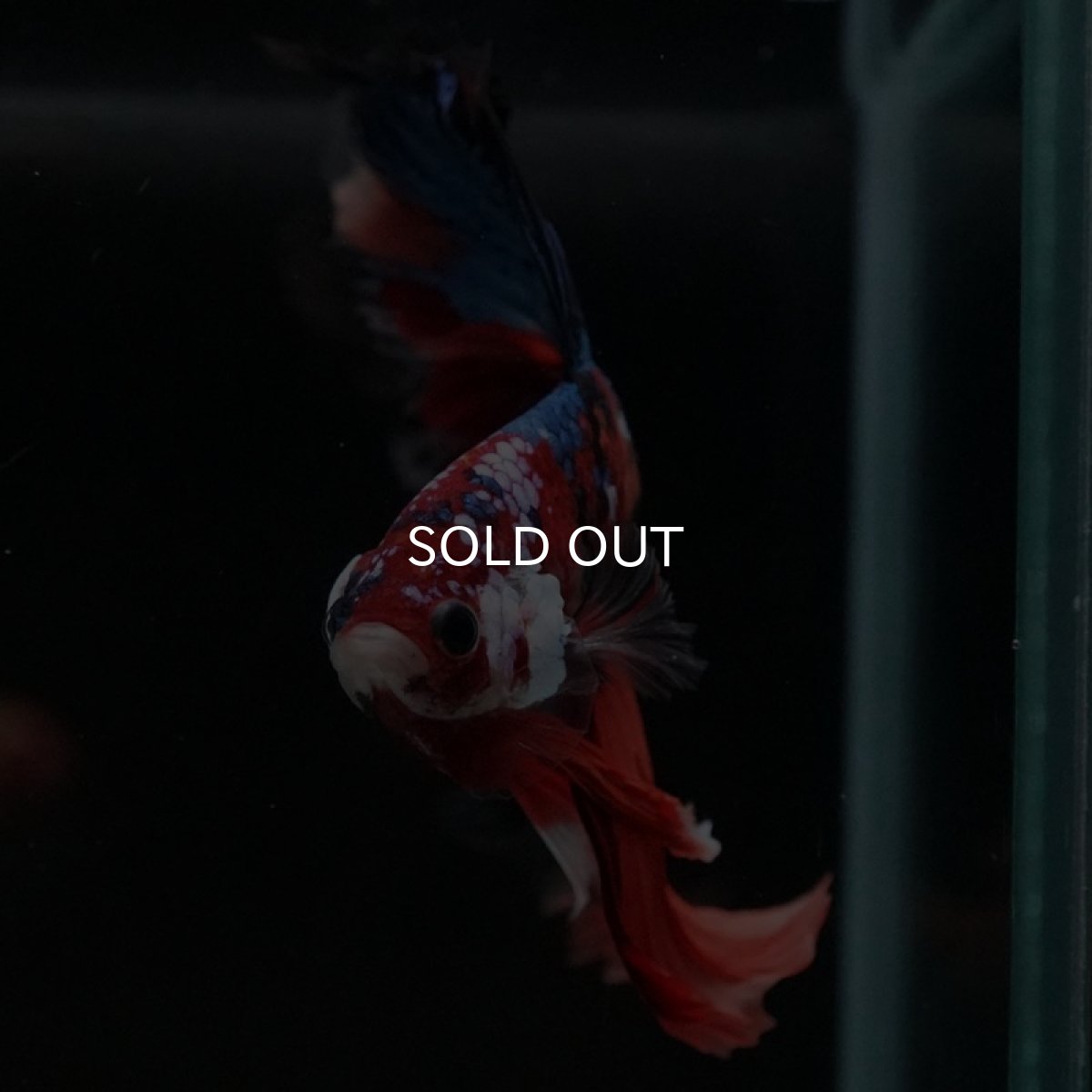 画像11: HM キャンディギャラクシー (11)