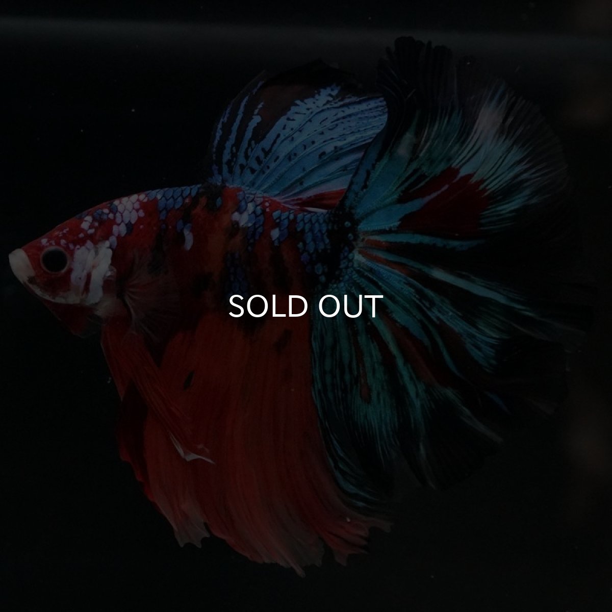 画像10: HM キャンディギャラクシー (10)