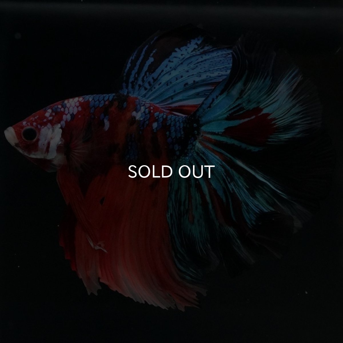 画像8: HM キャンディギャラクシー (8)