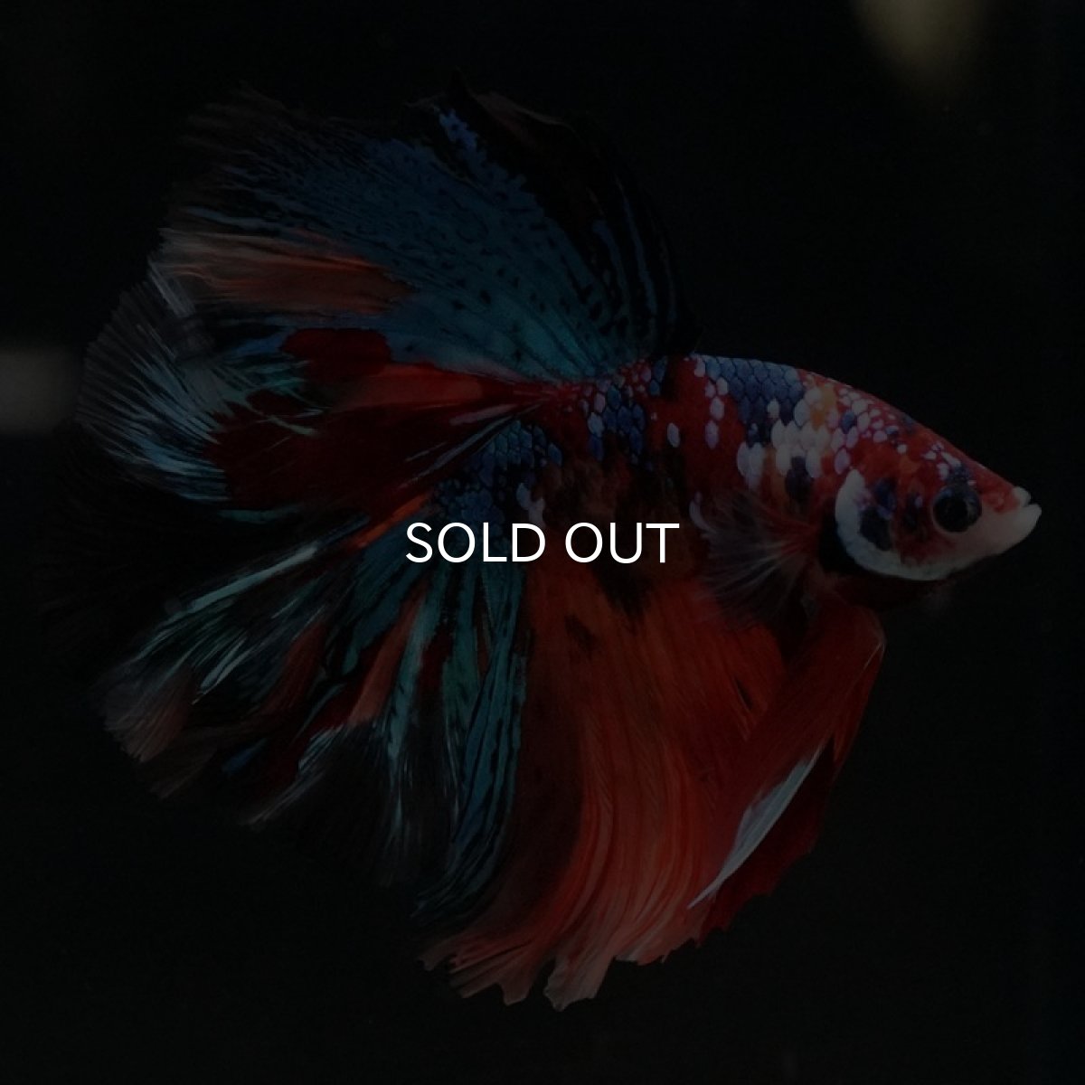 画像3: HM キャンディギャラクシー (3)