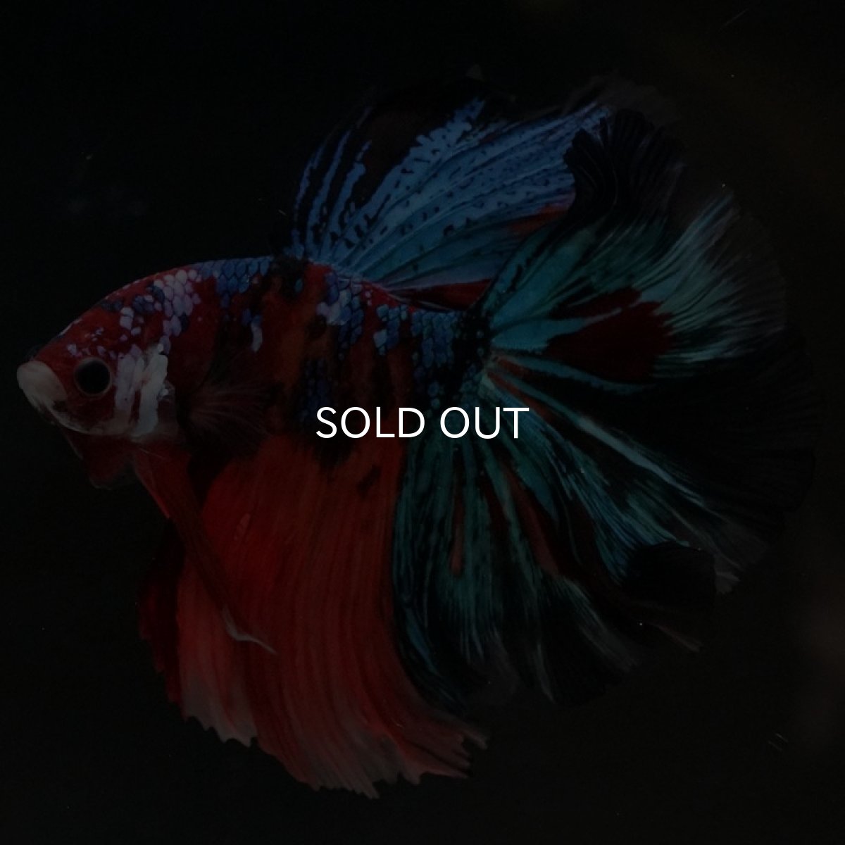 画像6: HM キャンディギャラクシー (6)