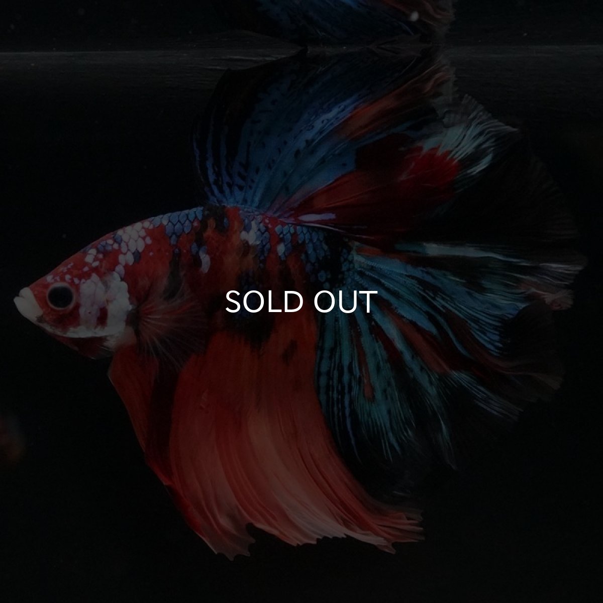 画像2: HM キャンディギャラクシー (2)