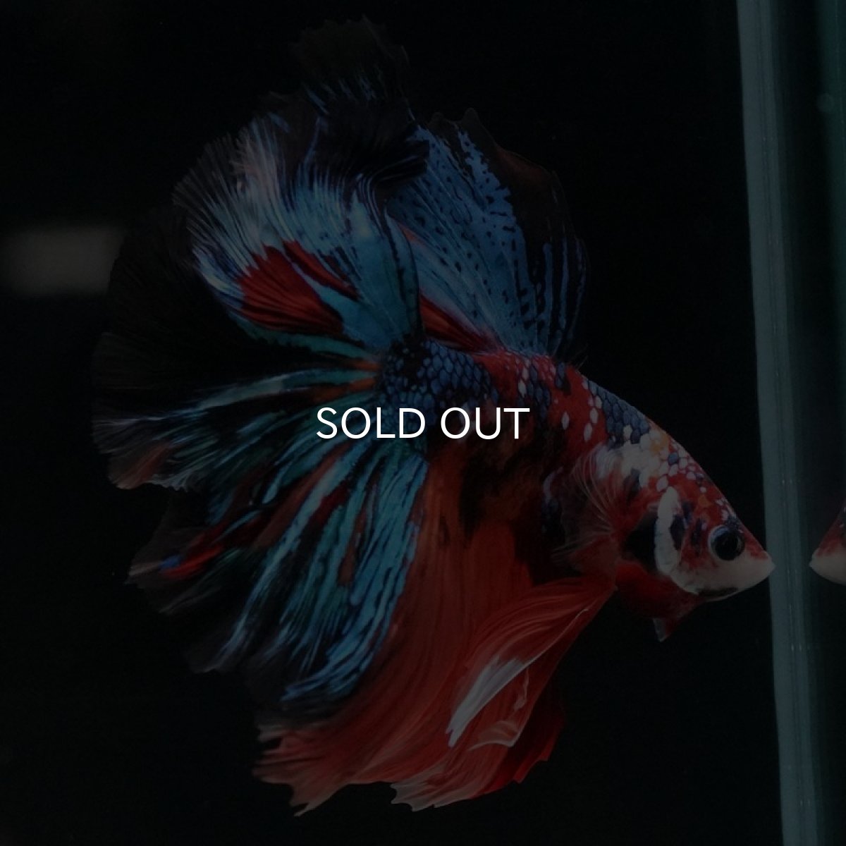 画像9: HM キャンディギャラクシー (9)