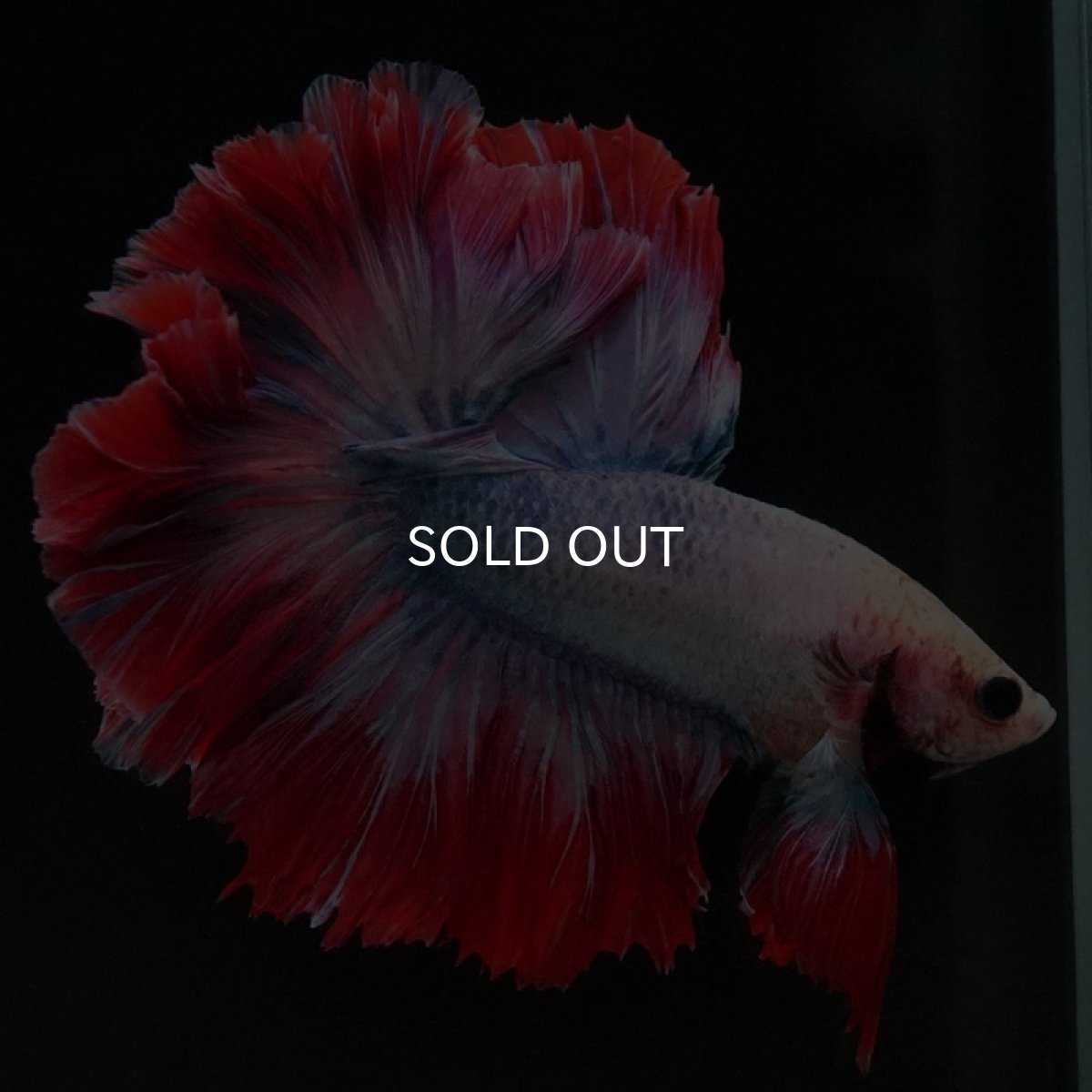 画像7: HM ファンシー ローズテール (7)