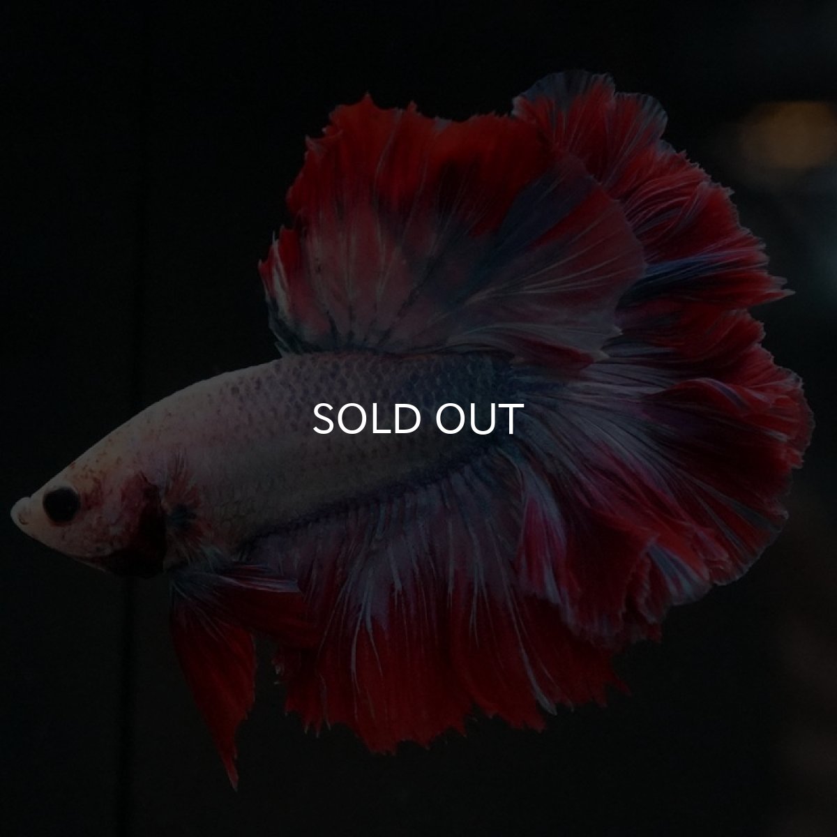 画像6: HM ファンシー ローズテール (6)