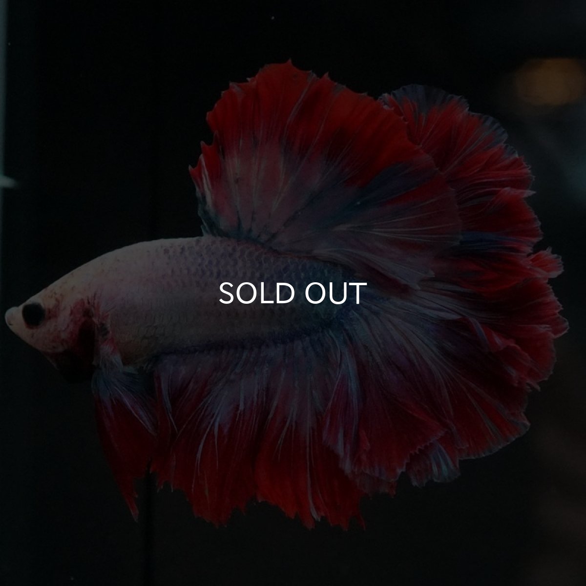 画像2: HM ファンシー ローズテール (2)