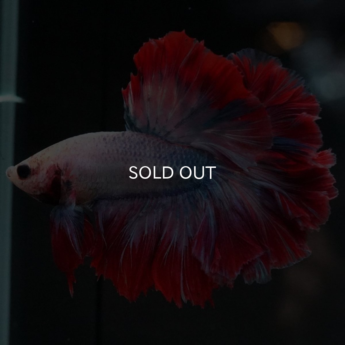 画像4: HM ファンシー ローズテール (4)