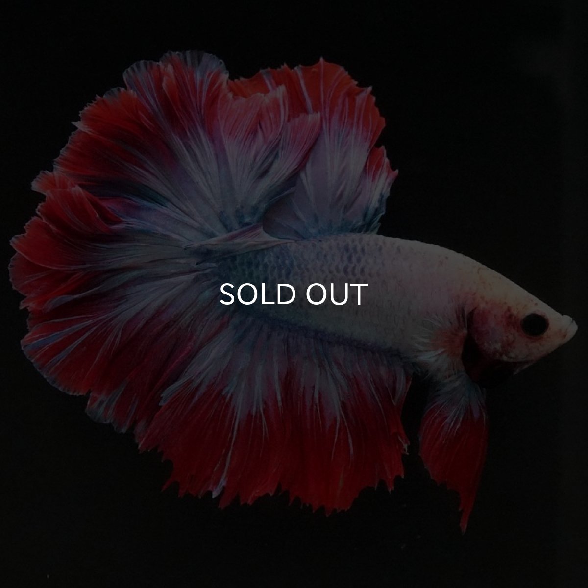 画像3: HM ファンシー ローズテール (3)