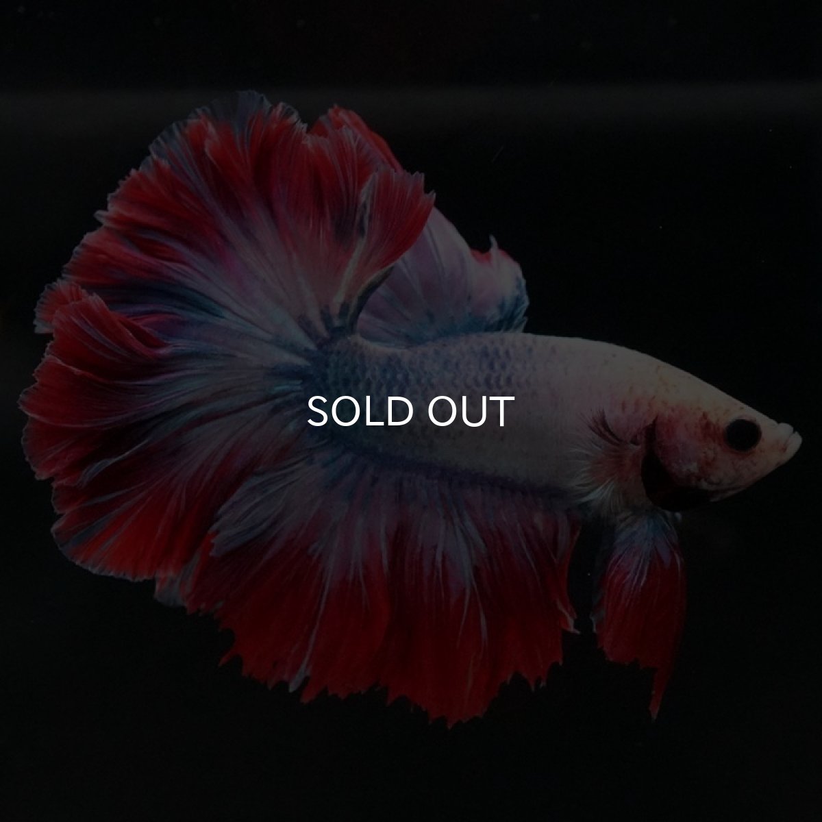 画像5: HM ファンシー ローズテール (5)