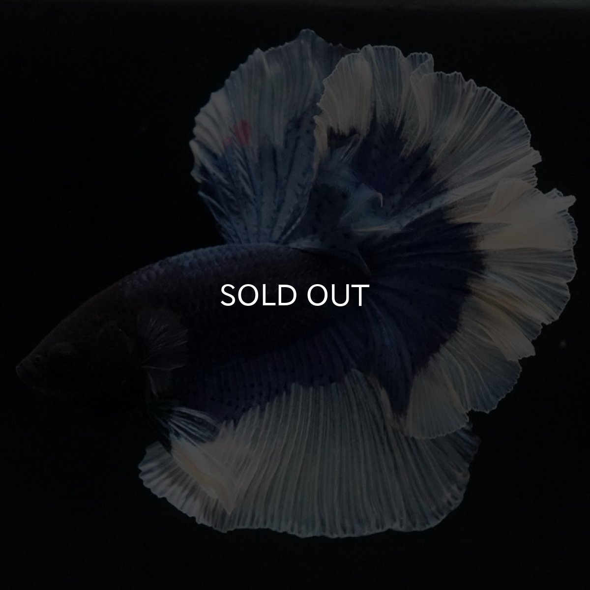 画像4: HM ブルーバタフライ ローズテール (4)