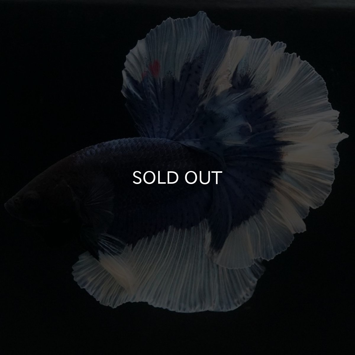 画像11: HM ブルーバタフライ ローズテール (11)