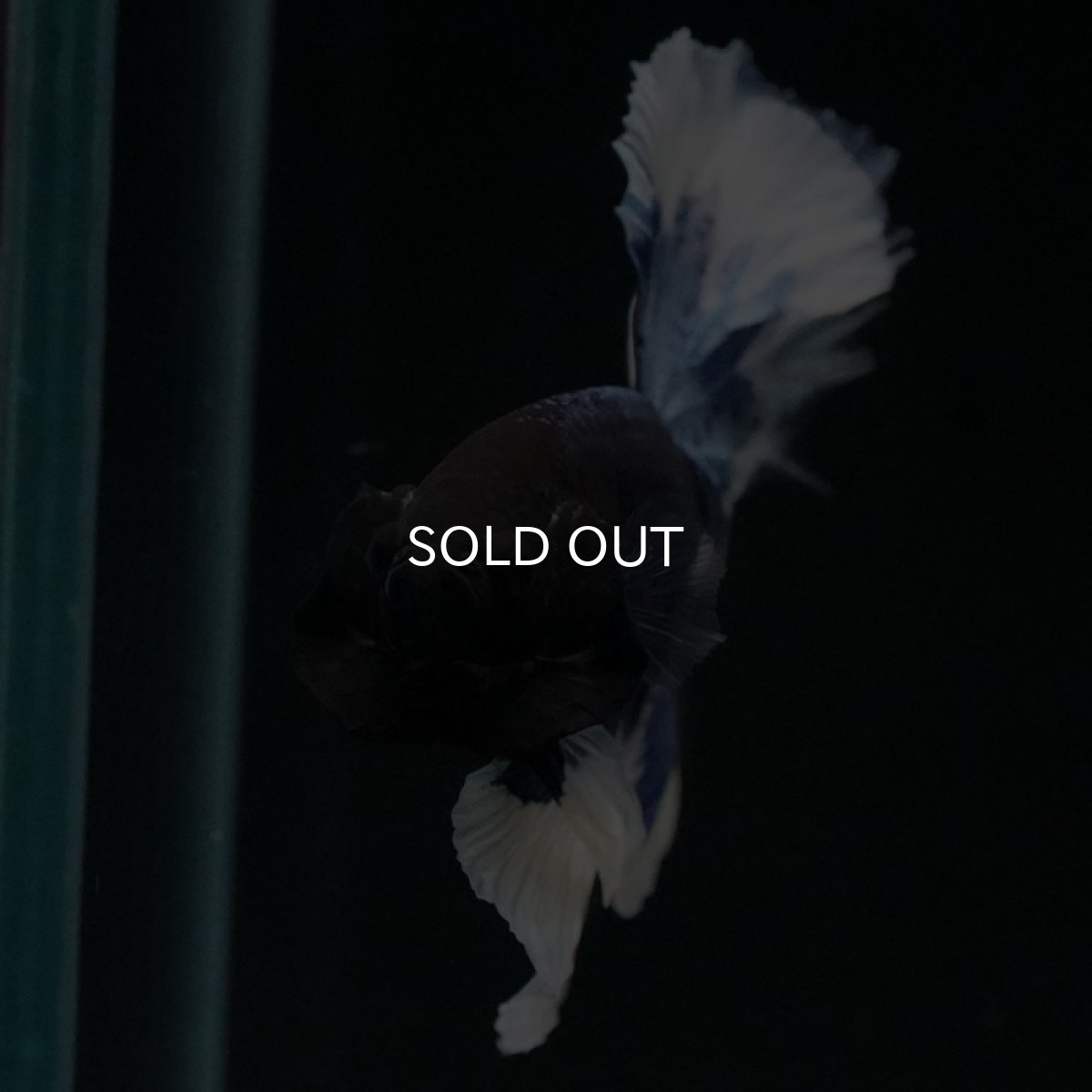 画像10: HM ブルーバタフライ ローズテール (10)