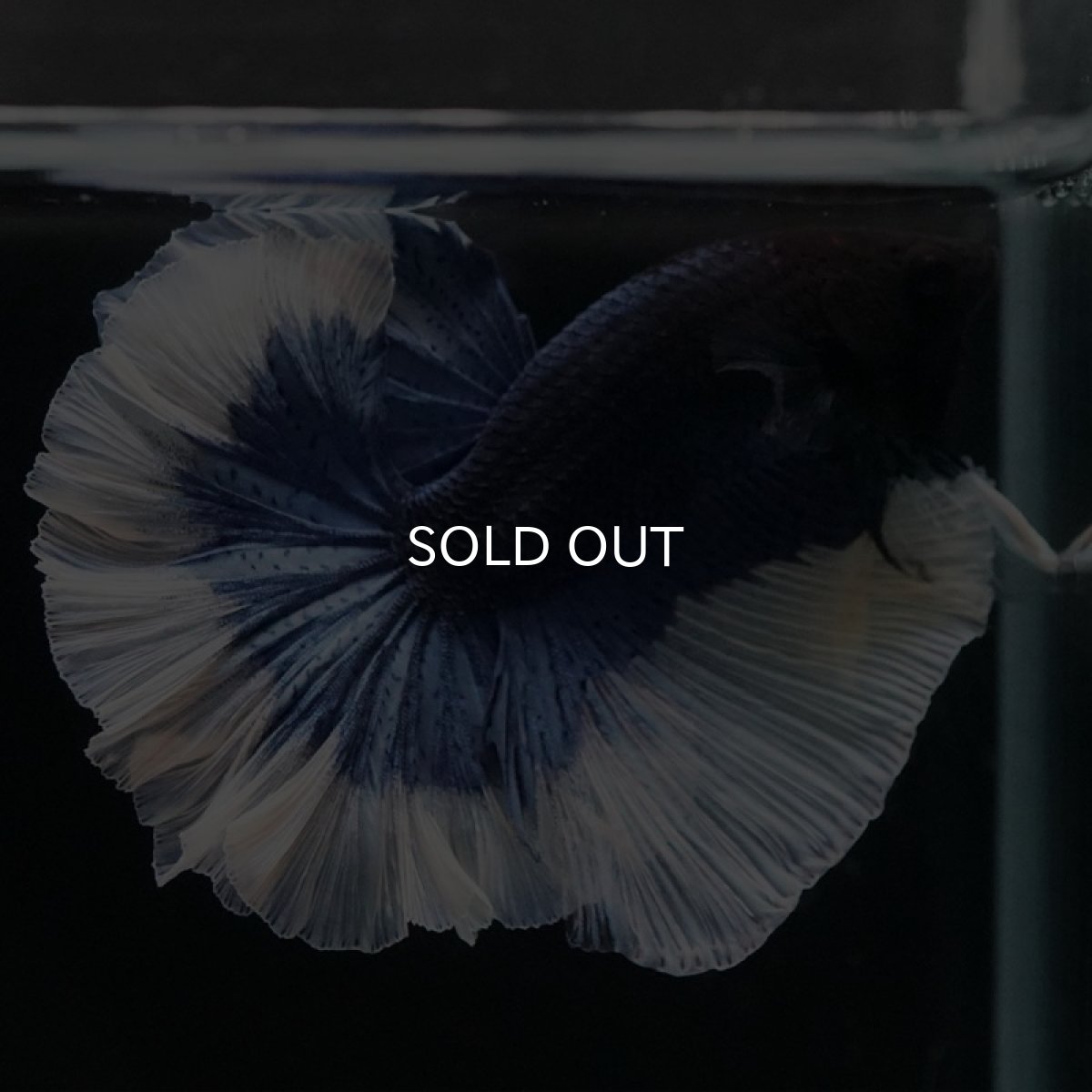 画像9: HM ブルーバタフライ ローズテール (9)