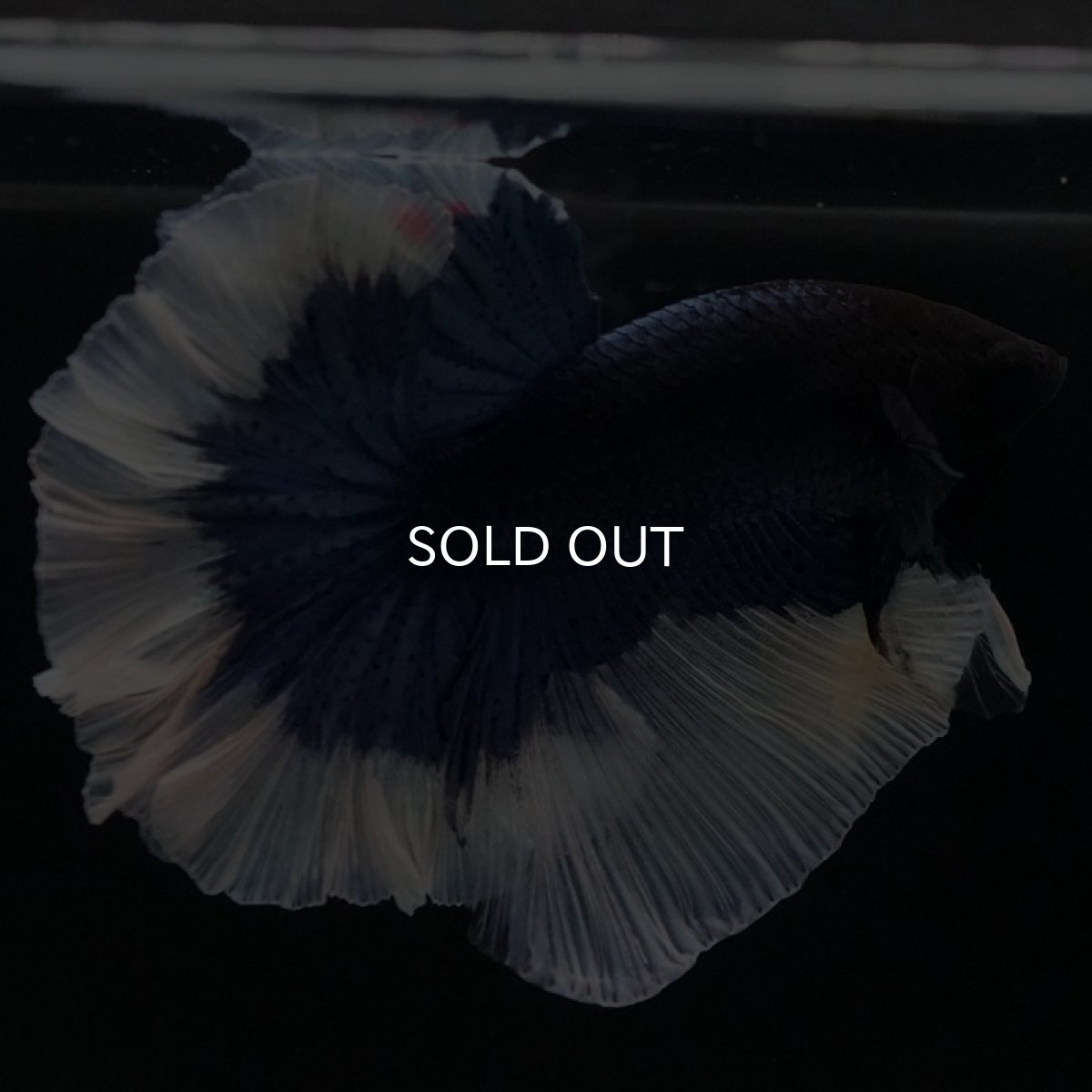 画像7: HM ブルーバタフライ ローズテール (7)