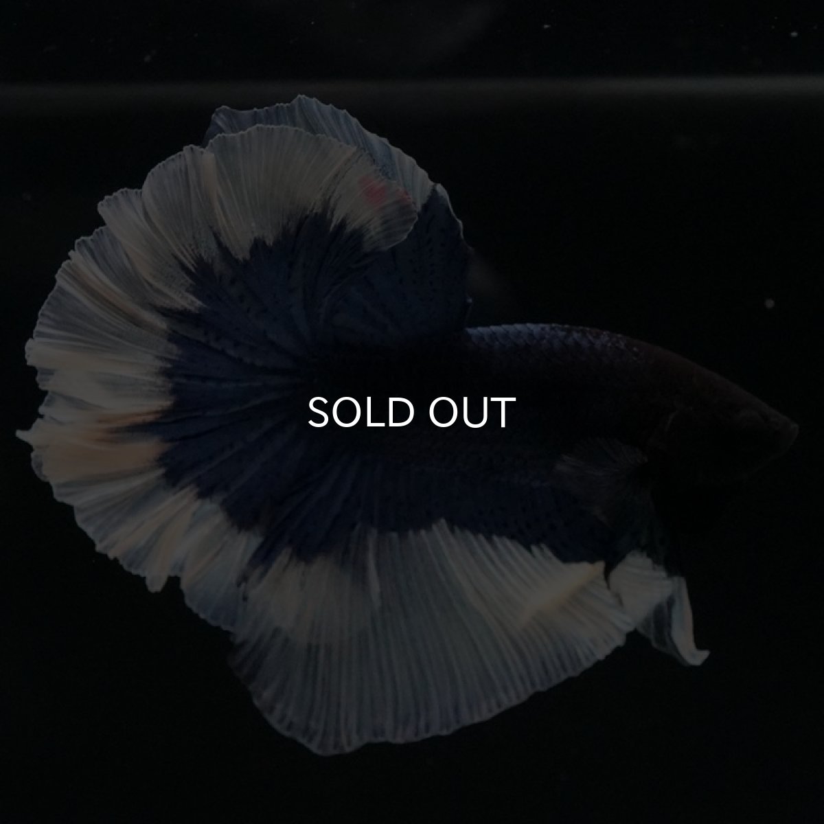 画像2: HM ブルーバタフライ ローズテール (2)