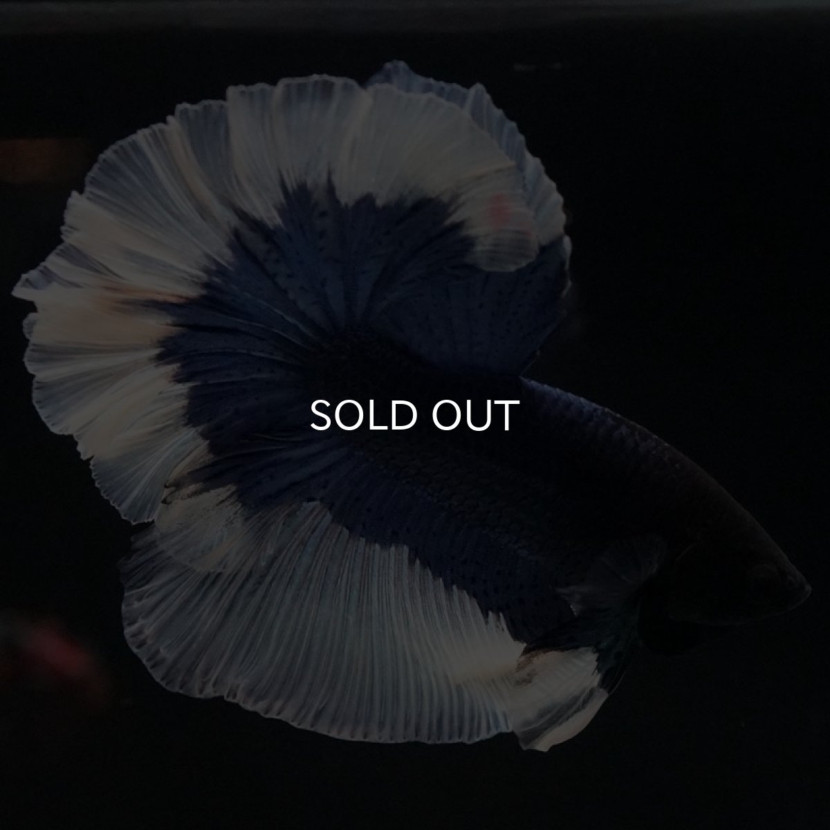 画像8: HM ブルーバタフライ ローズテール (8)