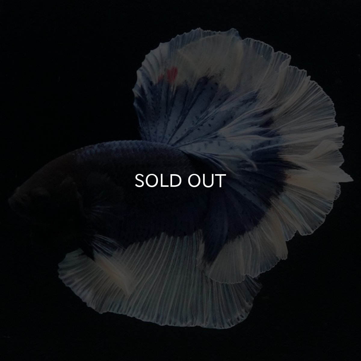 画像6: HM ブルーバタフライ ローズテール (6)